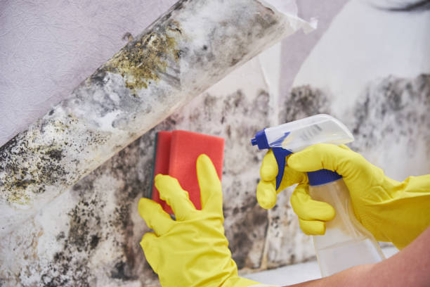 Why You Should Choose Our Mold Remediation Services in Odenville, AL